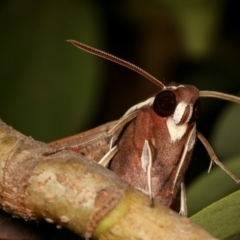 Hippotion scrofa at Melba, ACT - 27 Dec 2020