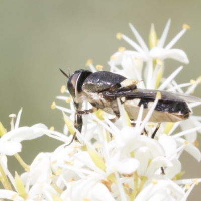 Odontomyia hunteri (Soldier fly) at Hawker, ACT - 5 Jan 2021 by AlisonMilton