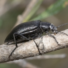 Homotrysis lugubris (Darkling beetle) at Hawker, ACT - 6 Jan 2021 by AlisonMilton