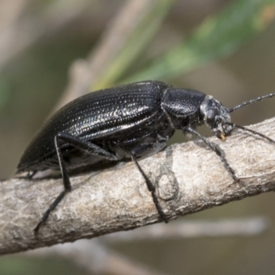 Homotrysis lugubris (Darkling beetle) at Hawker, ACT - 6 Jan 2021 by AlisonMilton