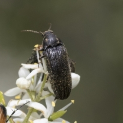 Eucnemidae (family) (False click beetles) at Hawker, ACT - 6 Jan 2021 by AlisonMilton