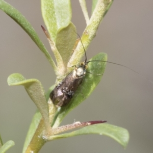 Nemophora (genus) at Hawker, ACT - 6 Jan 2021 10:25 AM