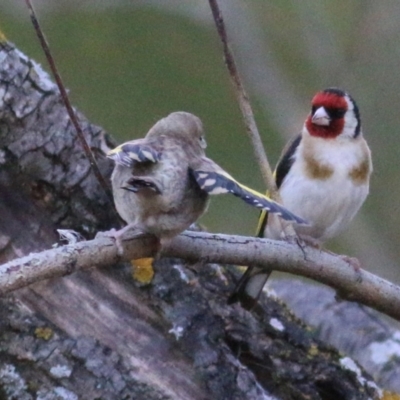 Carduelis carduelis (European Goldfinch) at Bandiana, VIC - 8 Jan 2021 by Kyliegw