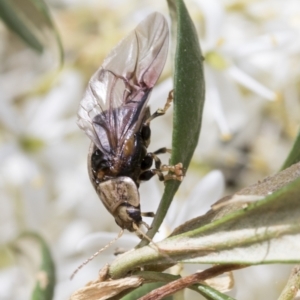 Paropsisterna laesa species complex at Hawker, ACT - 6 Jan 2021