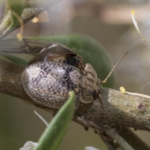 Paropsisterna laesa species complex at Hawker, ACT - 6 Jan 2021