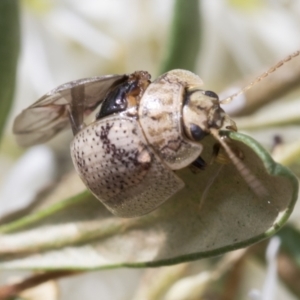 Paropsisterna laesa species complex at Hawker, ACT - 6 Jan 2021