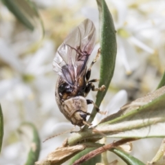 Paropsisterna laesa species complex at Hawker, ACT - 6 Jan 2021