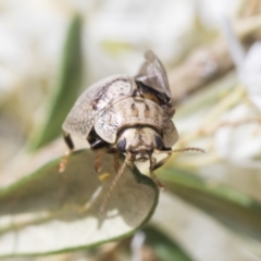 Paropsisterna laesa species complex at Hawker, ACT - 6 Jan 2021