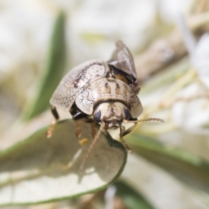 Paropsisterna laesa species complex at Hawker, ACT - 6 Jan 2021