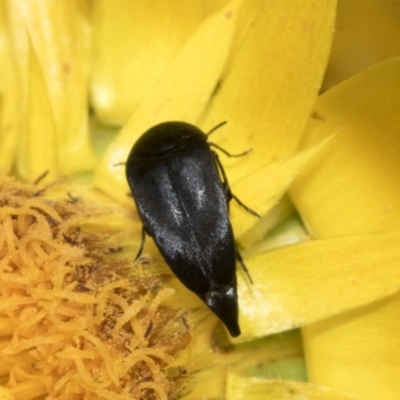 Mordellidae (family) (Unidentified pintail or tumbling flower beetle) at Hawker, ACT - 5 Jan 2021 by AlisonMilton