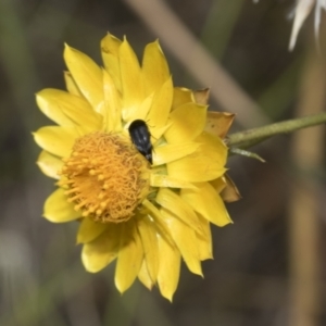 Mordellidae (family) at Hawker, ACT - 6 Jan 2021