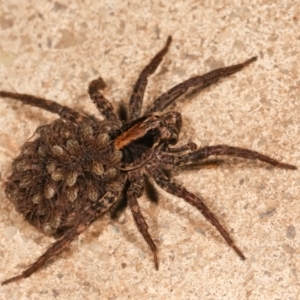 Lycosidae (family) at Melba, ACT - 23 Dec 2020