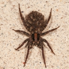 Lycosidae (family) at Melba, ACT - 23 Dec 2020