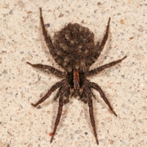 Lycosidae (family) at Melba, ACT - 23 Dec 2020