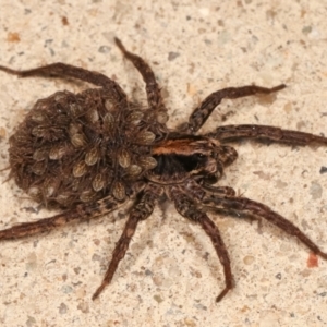 Lycosidae (family) at Melba, ACT - 23 Dec 2020