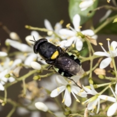 Odontomyia hunteri at Hawker, ACT - 6 Jan 2021 11:14 AM