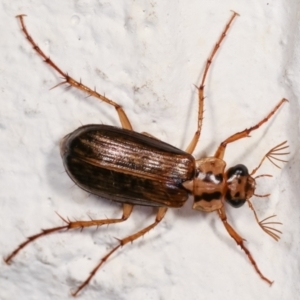 Telura sp. (genus) at Melba, ACT - 23 Dec 2020