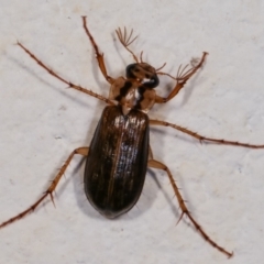 Telura sp. (genus) at Melba, ACT - 23 Dec 2020