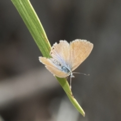 Nacaduba biocellata (Two-spotted Line-Blue) at Holt, ACT - 6 Jan 2021 by AlisonMilton