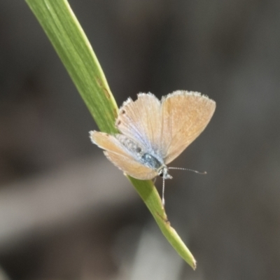 Nacaduba biocellata (Two-spotted Line-Blue) at Holt, ACT - 6 Jan 2021 by AlisonMilton