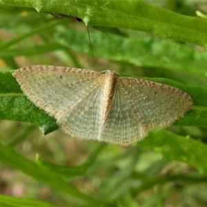 Poecilasthena pulchraria at Paddys River, ACT - 8 Jan 2021 10:23 AM