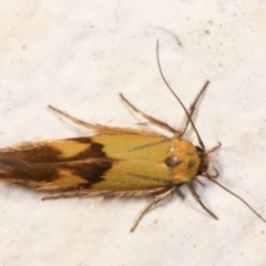 Stathmopoda crocophanes (Yellow Stathmopoda Moth) at Melba, ACT - 23 Dec 2020 by kasiaaus