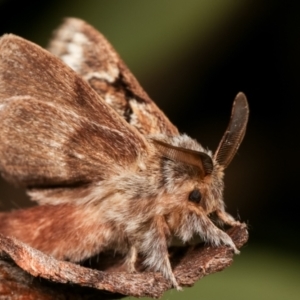 Pernattia pusilla at Melba, ACT - 27 Dec 2020