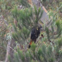 Calyptorhynchus lathami lathami (Glossy Black-Cockatoo) at Lower Borough, NSW - 8 Jan 2021 by mcleana