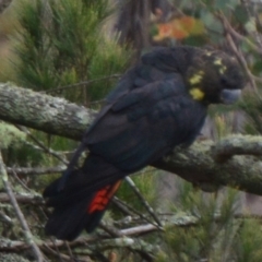 Calyptorhynchus lathami lathami at Lower Borough, NSW - suppressed