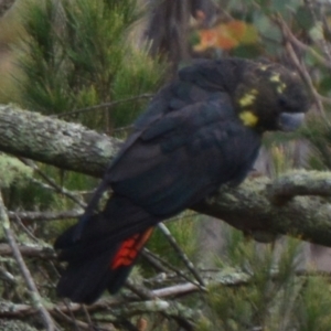 Calyptorhynchus lathami lathami at Lower Borough, NSW - suppressed