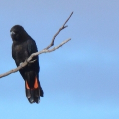 Calyptorhynchus lathami lathami at Lower Borough, NSW - suppressed