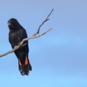 Calyptorhynchus lathami lathami at Lower Borough, NSW - suppressed