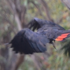 Calyptorhynchus lathami lathami at Lower Borough, NSW - suppressed