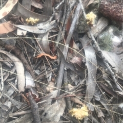 Calyptorhynchus lathami lathami at Lower Borough, NSW - suppressed