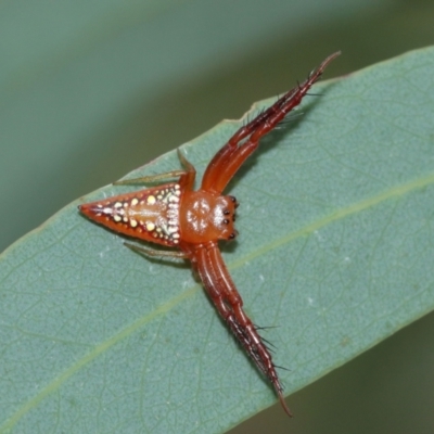 Arkys walckenaeri (Triangle spider) at ANBG - 8 Jan 2021 by TimL