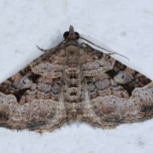 Epyaxa subidaria at Melba, ACT - 23 Dec 2020 12:06 AM