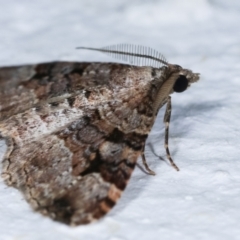 Epyaxa subidaria at Melba, ACT - 23 Dec 2020