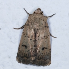 Proteuxoa tibiata (Horseshoe Noctuid) at Melba, ACT - 22 Dec 2020 by kasiaaus