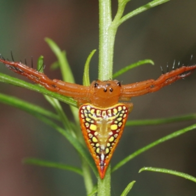 Arkys walckenaeri (Triangle spider) at ANBG - 8 Jan 2021 by TimL