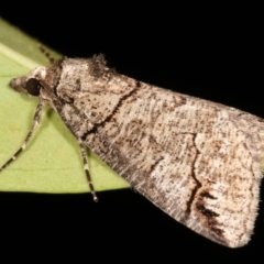 Austroterpna paratorna (Rounded Grey (Geometrinae)) at Melba, ACT - 23 Dec 2020 by kasiaaus