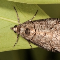 Austroterpna paratorna at Melba, ACT - 23 Dec 2020 10:57 PM