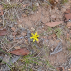 Tricoryne elatior at Yass River, NSW - 1 Jan 2021