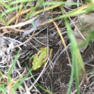 Litoria verreauxii alpina at Snowy Plain, NSW - suppressed