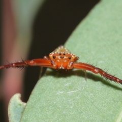 Arkys walckenaeri (Triangle spider) at ANBG - 8 Jan 2021 by TimL