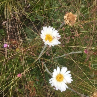 Celmisia sp. (Snow Daisy) at Cabramurra, NSW - 6 Jan 2021 by JohnGiacon