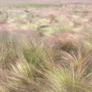 Poa labillardierei at Cabramurra, NSW - 6 Jan 2021