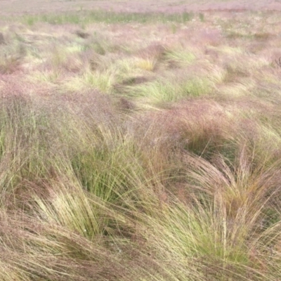 Poa labillardierei (Common Tussock Grass, River Tussock Grass) at Cabramurra, NSW - 6 Jan 2021 by JohnGiacon