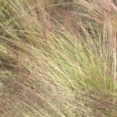 Poa labillardierei at Cabramurra, NSW - 6 Jan 2021