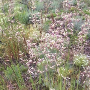 Rytidosperma sp. at Cabramurra, NSW - 6 Jan 2021