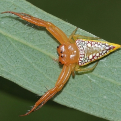 Arkys walckenaeri (Triangle spider) at ANBG - 8 Jan 2021 by TimL